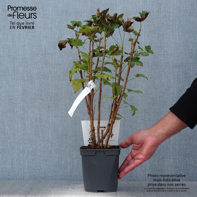Exemplar von Schwarze Johannisbeere Delbard Robusta delindmoi Topf mit 2L/3L wie im Herbst geliefert
