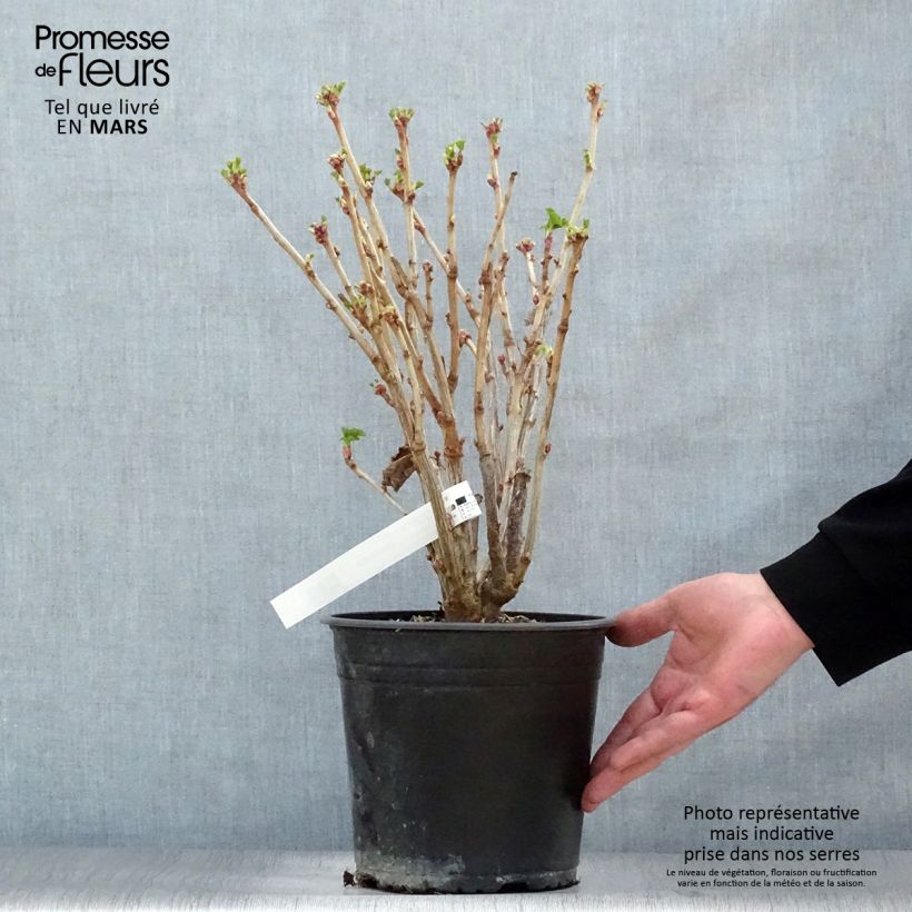 Exemplar von Schwarze Johannisbeere Neva Topf mit 4L/5L, Strauch wie im Frühjahr geliefert