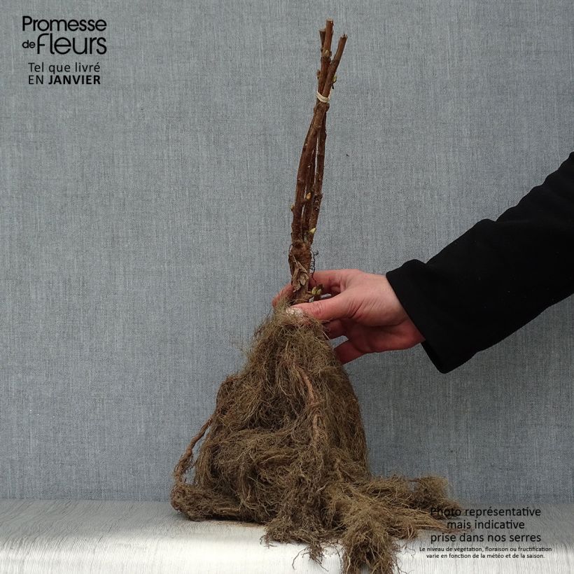 Exemplar von Schwarze Johannisbeere Neva Wurzelnackt, Strauch wie im Winter geliefert