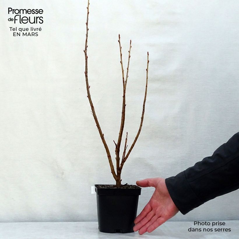 Exemplar von Schwarze Johannisbeere Noir de Bourgogne Topf mit 1,5L/2L, Strauch wie im Frühjahr geliefert