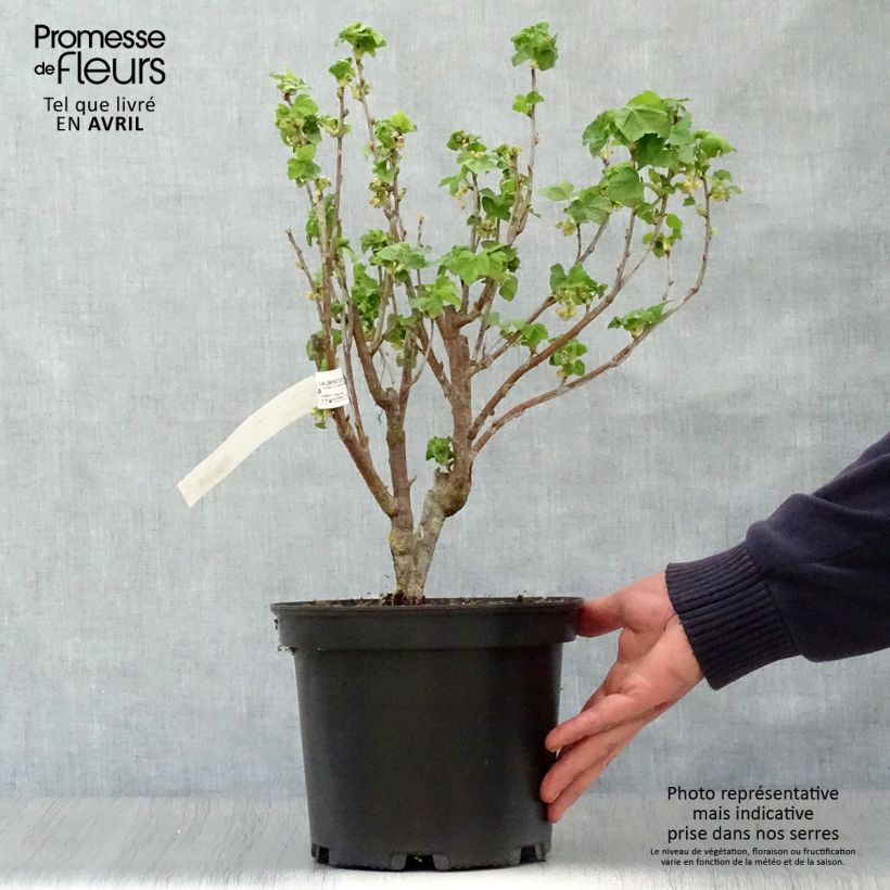 Exemplar von Schwarze Johannisbeere Noir de Bourgogne Topf mit 4L/5L wie im Frühjahr geliefert