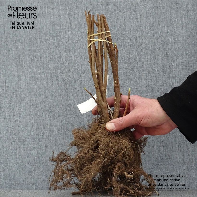 Exemplar von Schwarze Johannisbeere Noir de Bourgogne Wurzelnackt, Strauch wie im Winter geliefert