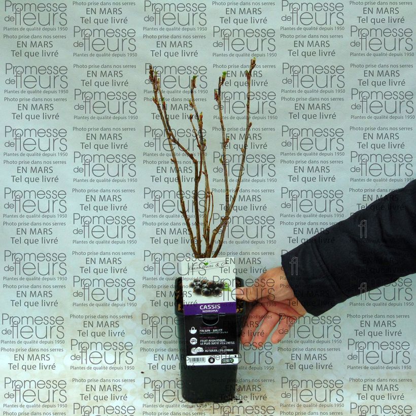 Beispiel eines Exemplars von Schwarze Johannisbeere Noiroma Topf mit 1L/1,5L, Strauch wie geliefert