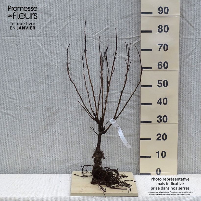 Exemplar von Schwarze Johannisbeere - Ribes nigrum Wurzelnackt, Strauch wie im Winter geliefert