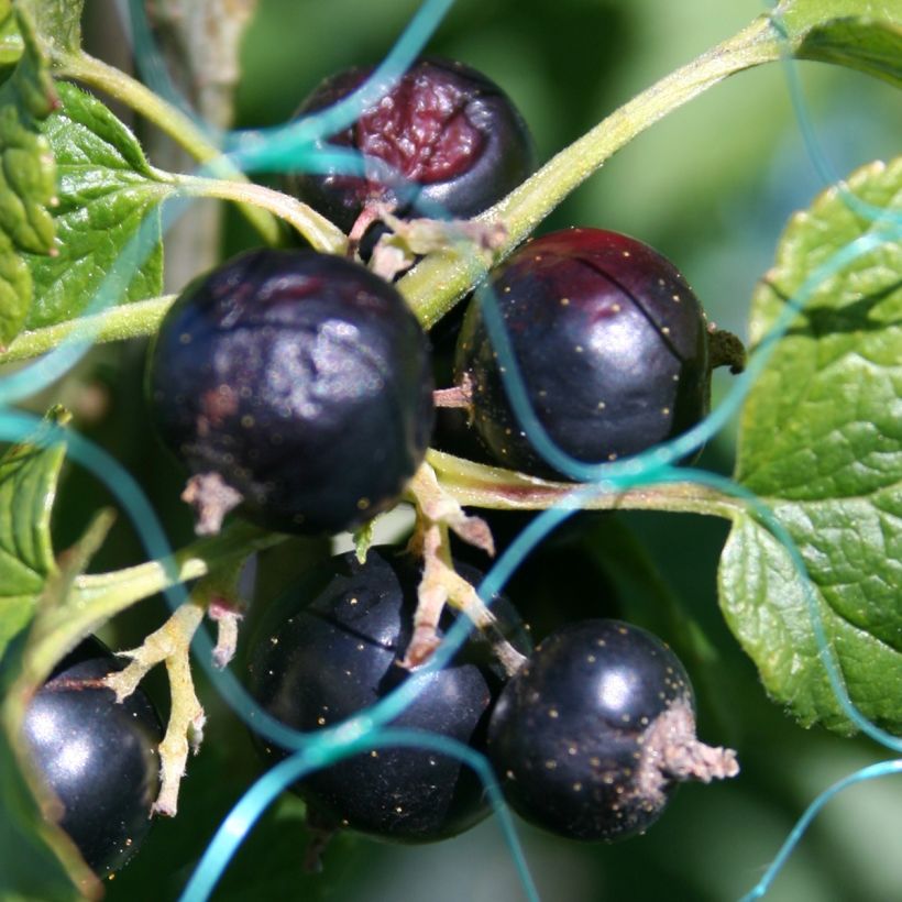 Schwarze Johannisbeere - Ribes nigrum (Ernte)