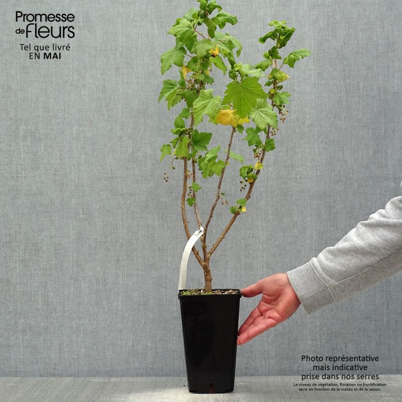 Example of Schwarze Johannisbeere Troll Topf mit 2L/3L, Strauch as you get in printemps