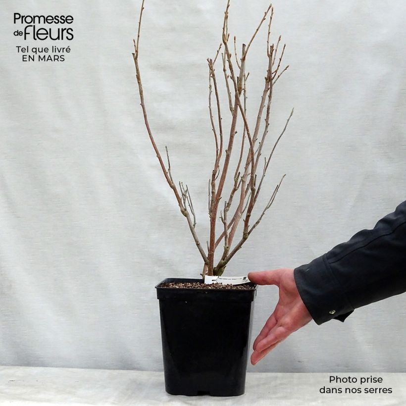 Exemplar von Schwarze Johannisbeere Wellington Topf mit 1,5L/2L, Strauch wie im Frühjahr geliefert