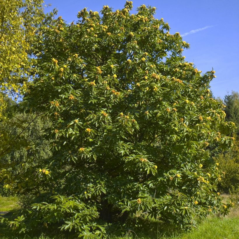 Esskastanie - Castanea sativa (Wuchs)