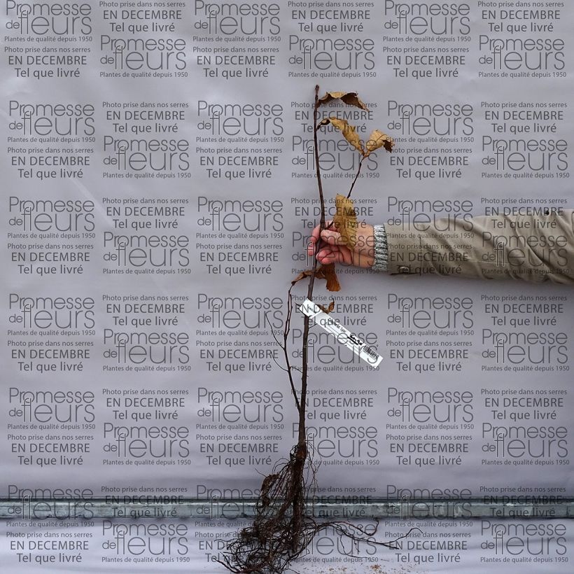 Beispiel eines Exemplars von Esskastanie - Castanea sativa Wurzelnackt wie geliefert