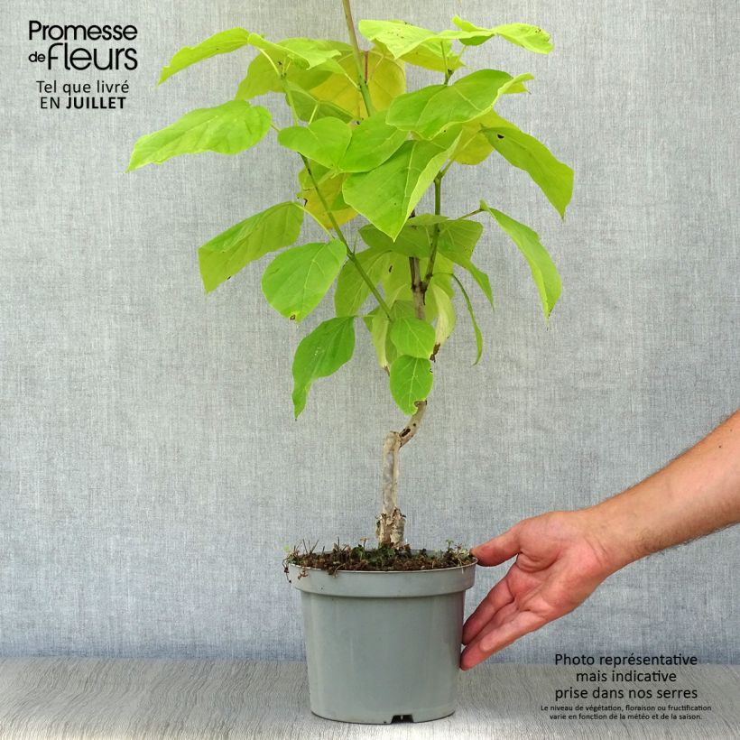 Exemplar von Trompetenbaum Aurea - Catalpa bignonioides Topf mit 2L/3L wie im Sommer geliefert
