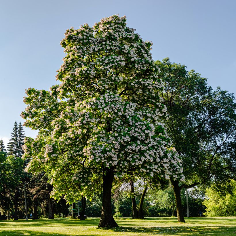 Trompetenbaum - Catalpa bignonioides (Wuchs)