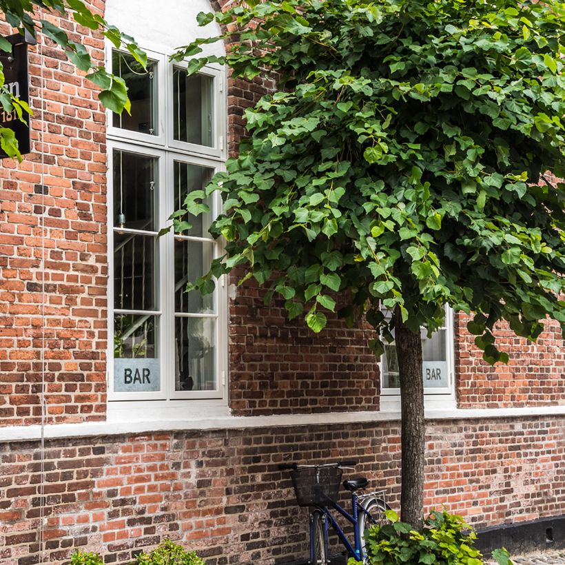 Trompetenbaum Nana - Catalpa bignonioides (Plant habit)