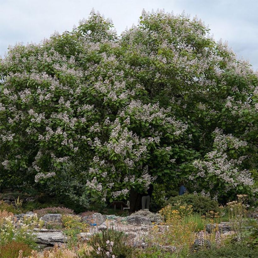 Trompetenbaum Purpurea - Catalpa erubescens (Wuchs)