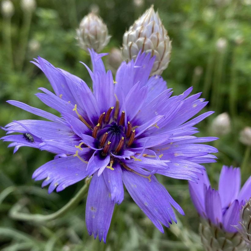 Catananche caerulea - Blaue Rasselblume (Blüte)