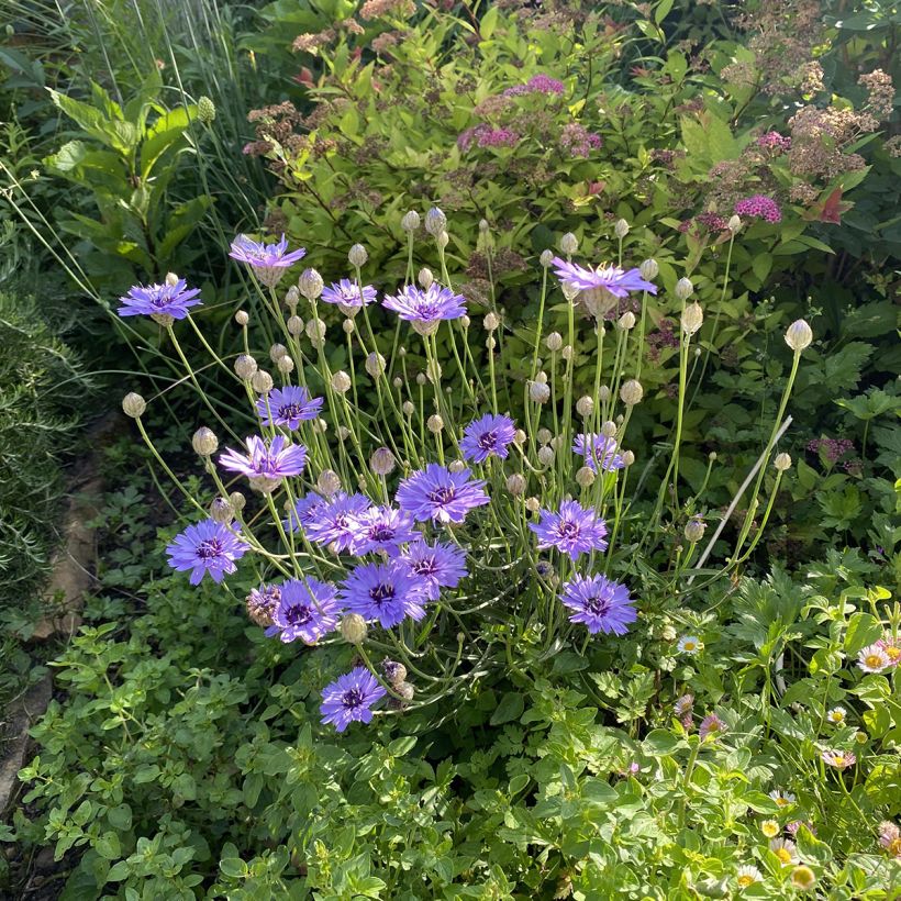 Catananche caerulea - Blaue Rasselblume (Wuchs)