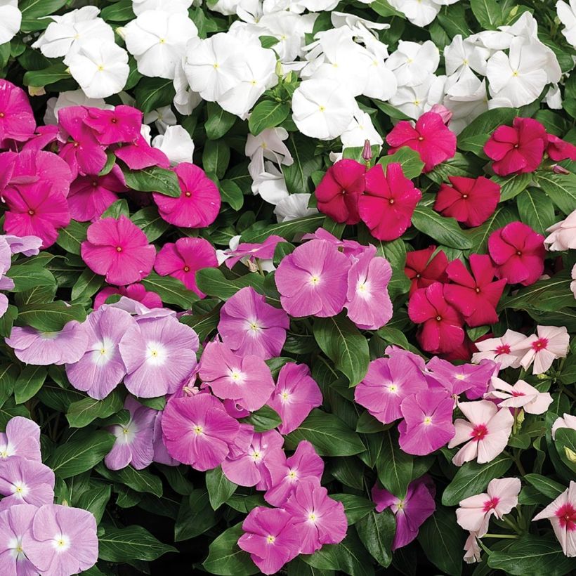 Rosafarbene Catharanthe Cora Cascade Mix - Catharanthus (Blüte)