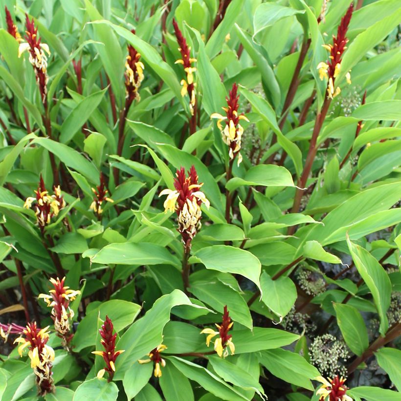Cautleya spicata Robusta (Wuchs)