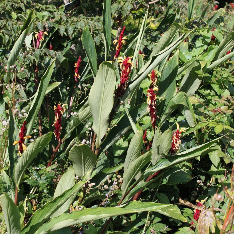 Cautleya spicata (Wuchs)
