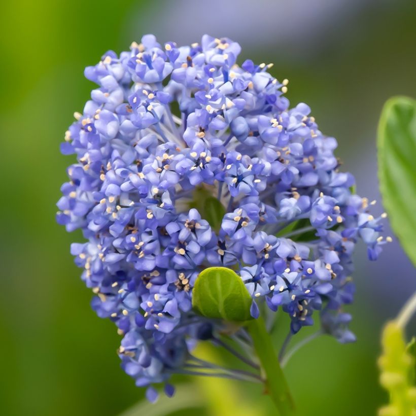 Säckelblume Autumnal Blue - Ceanothus (Flowering)