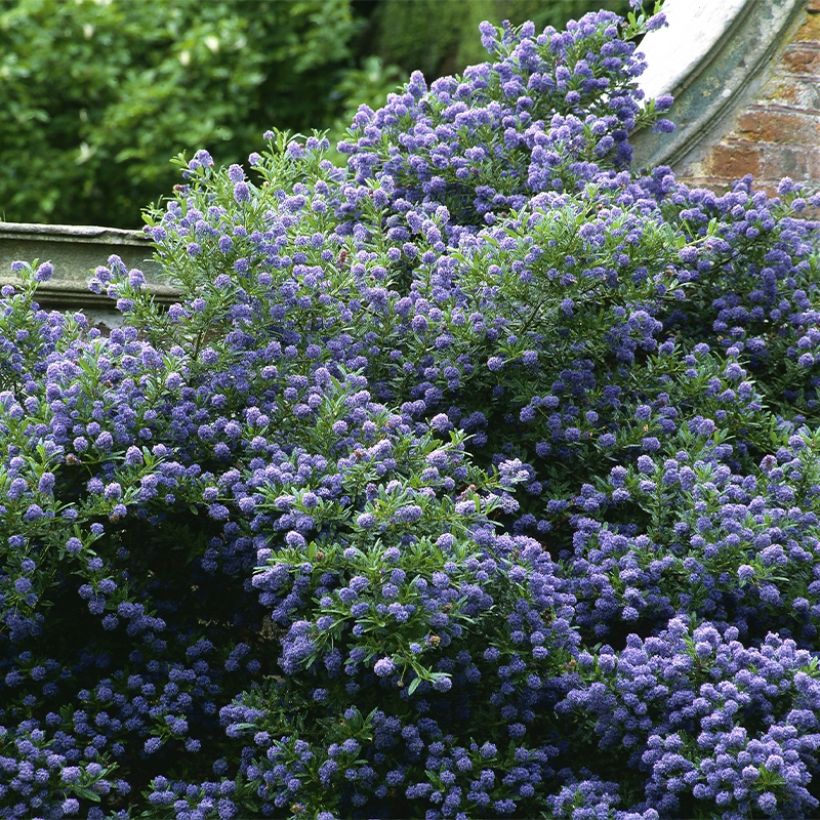 Säckelblume Autumnal Blue - Ceanothus (Plant habit)