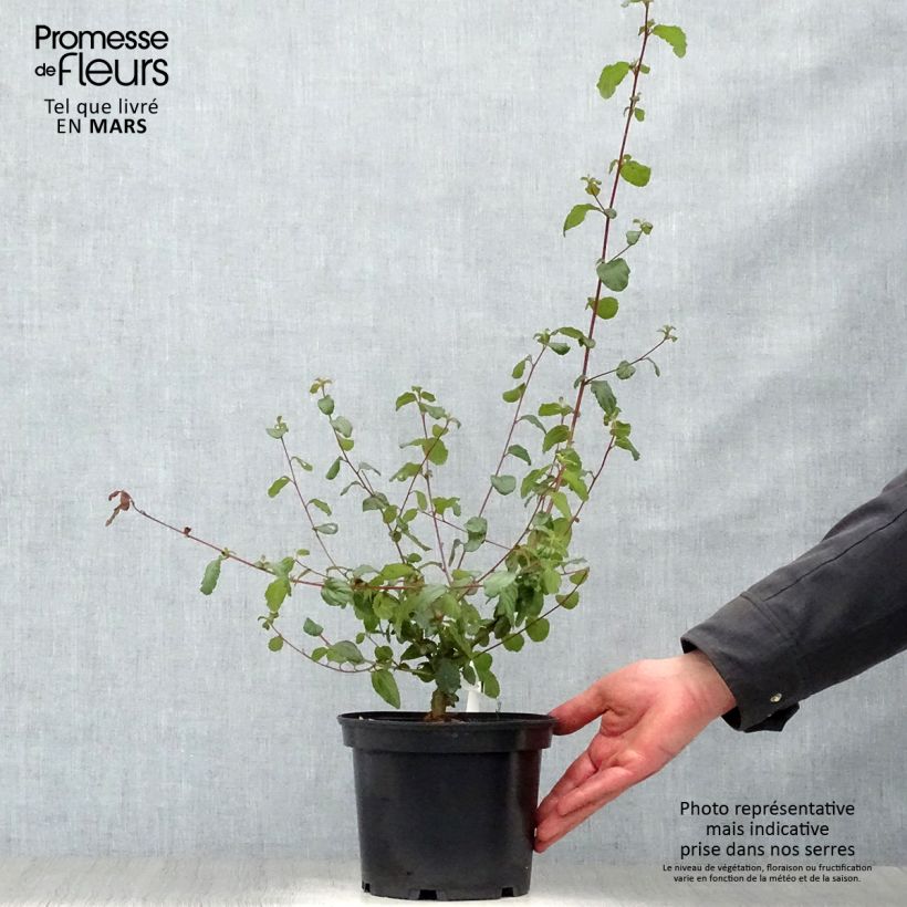 Example of Säckelblume Autumnal Blue - Ceanothus Topf mit 2L/3L as you get in printemps