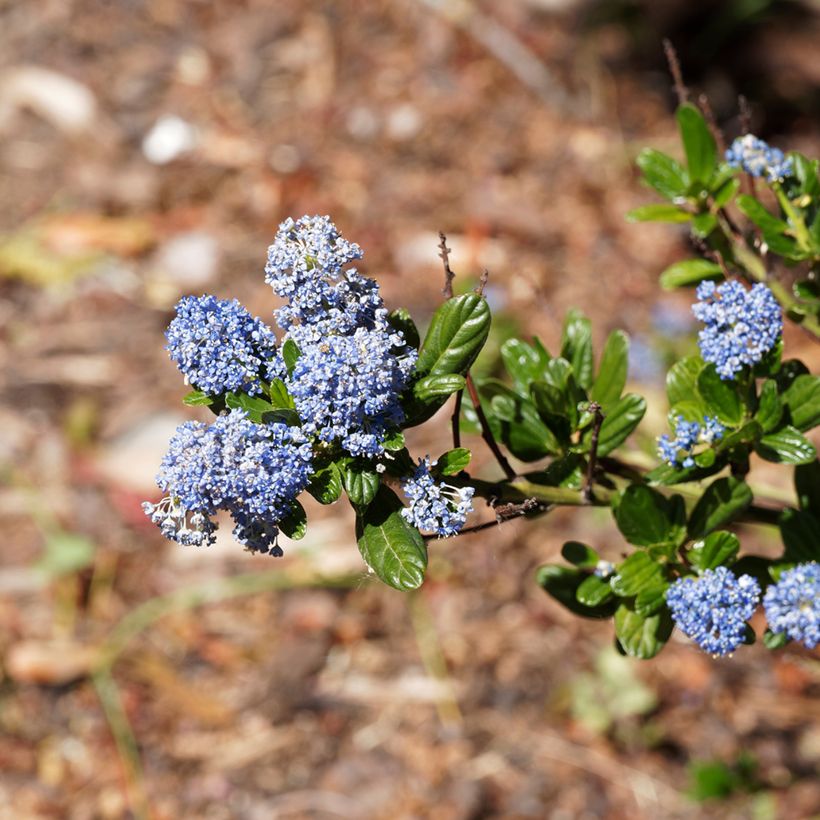 Kalifornischer Flieder Blue Sapphire - Ceanothus thyrsiflorus var. repens (Blüte)