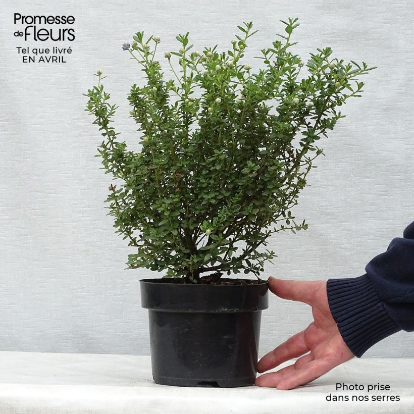 Example of Säckelblume Puget Blue - Ceanothus impressus Topf mit 2L/3L as you get in printemps