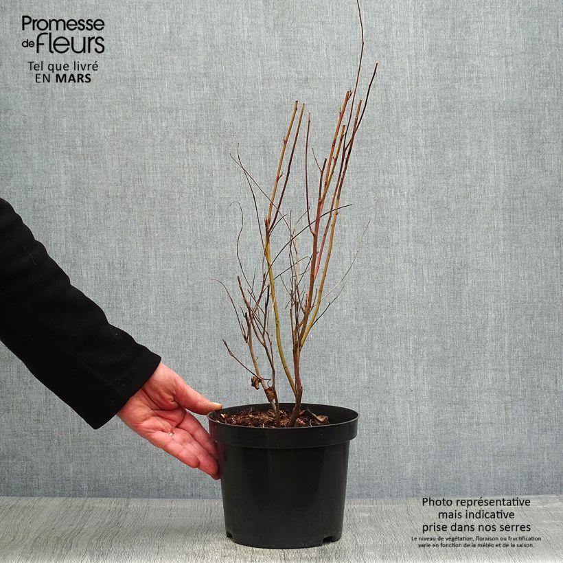 Example of Rosa Säckelblume Marie Simon - Ceanothus pallidus Topf mit 2L/3L as you get in printemps