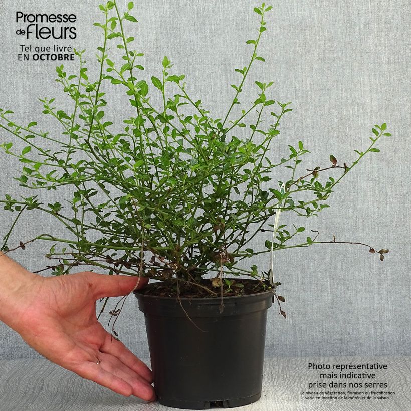Exemplar von Kalifornischer Flieder Millerton Point - Ceanothus thyrsiflorus Topf mit 2L/3L wie im Herbst geliefert