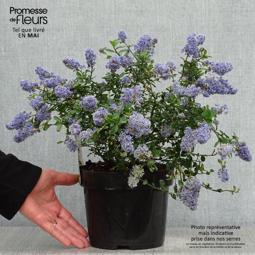 Exemplar von Kriechende Säckelblume Repens - Ceanothus thyrsiflorus Topf mit 2L/3L wie im Frühjahr geliefert