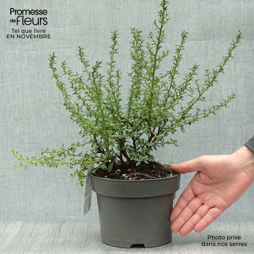 Exemplar von Säckelblume Blue Mound - Ceanothus Topf mit 2L/3L wie im Herbst geliefert