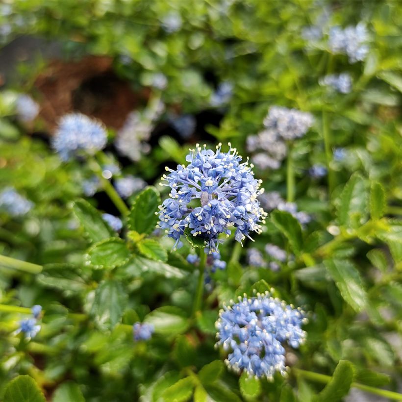 Säckelblume Blue Mound - Ceanothus (Flowering)