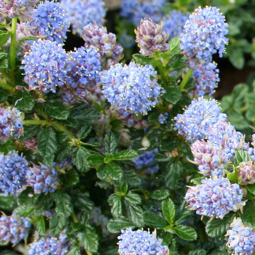 Säckelblume Blue Mound - Ceanothus (Foliage)