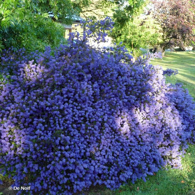 Kalifornischer Flieder Blue Sapphire - Ceanothus thyrsiflorus var. repens (Wuchs)