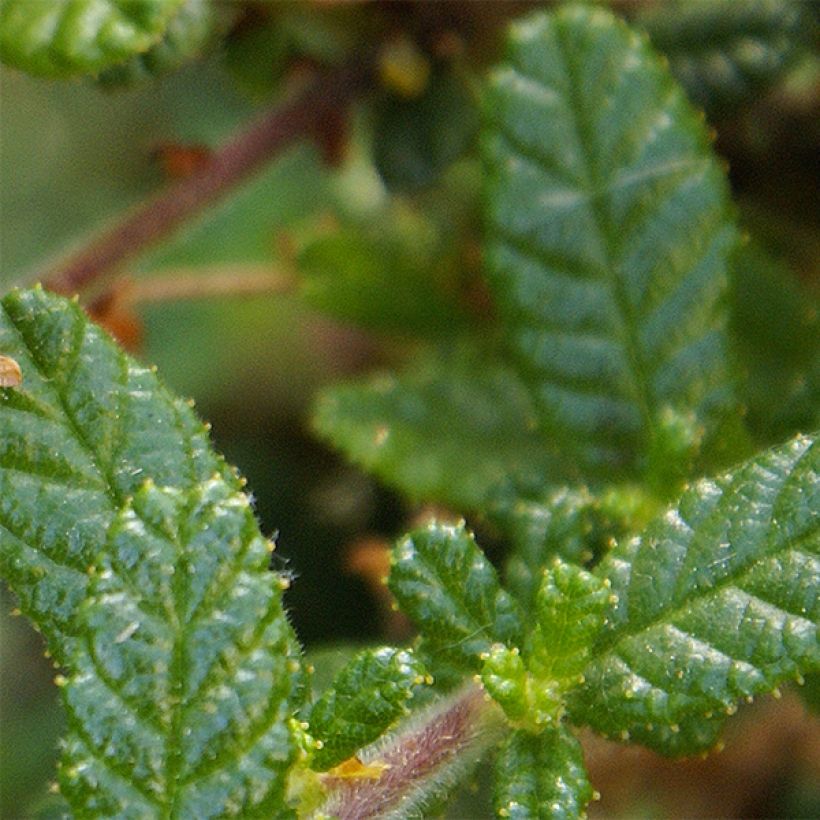 Säckelblume Dark Star - Ceanothus impressus (Foliage)