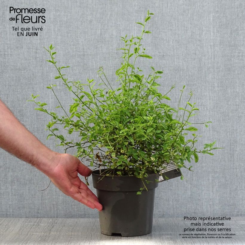 Example of Kalifornischer Flieder El Dorado - Ceanothus thyrsiflorus Topf mit 2L/3L as you get in printemps