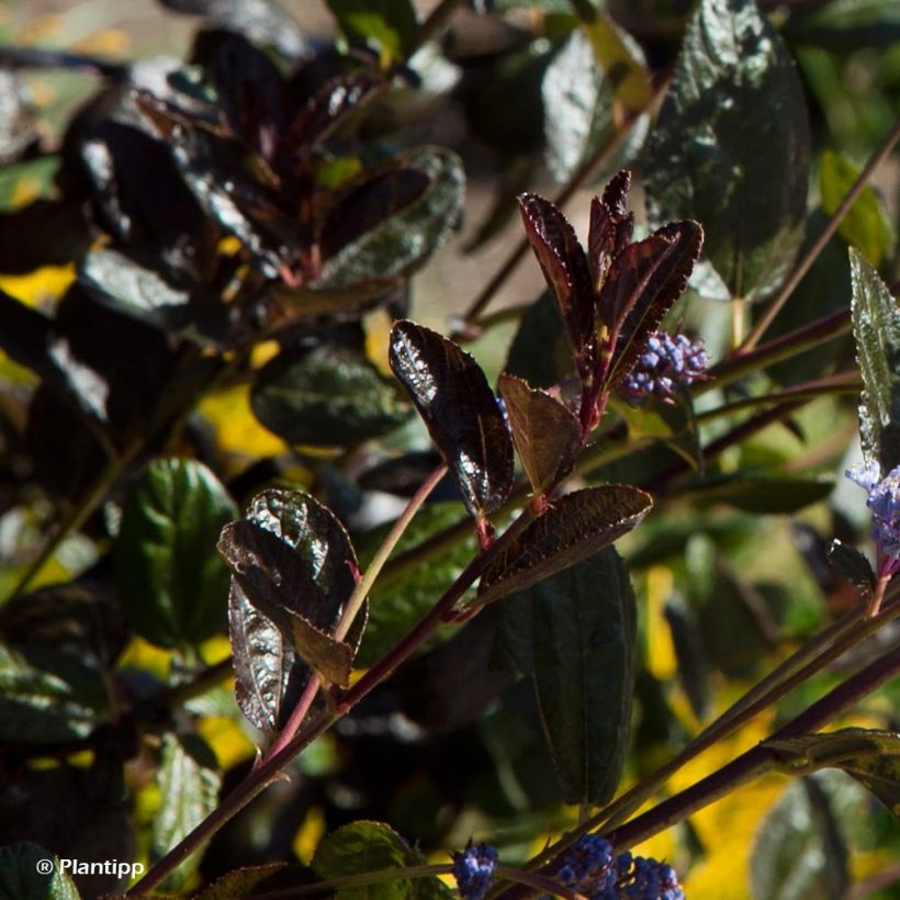 Kalifornischer Flieder Tuxedo - Ceanothus thyrsiflorus (Laub)