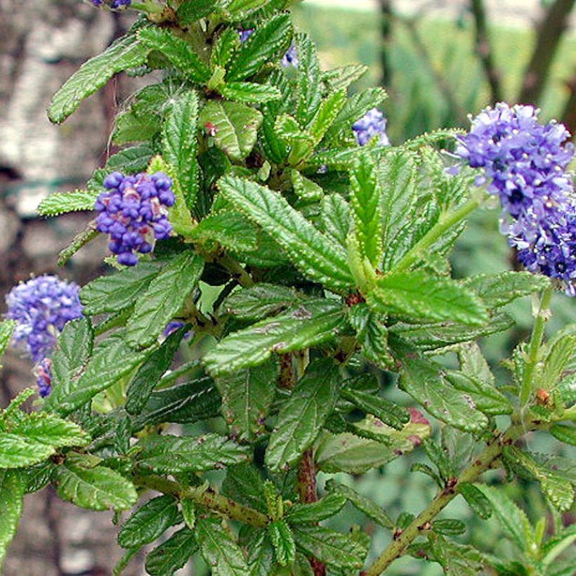 Säckelblume Blue Diamond - Ceanothus (Foliage)