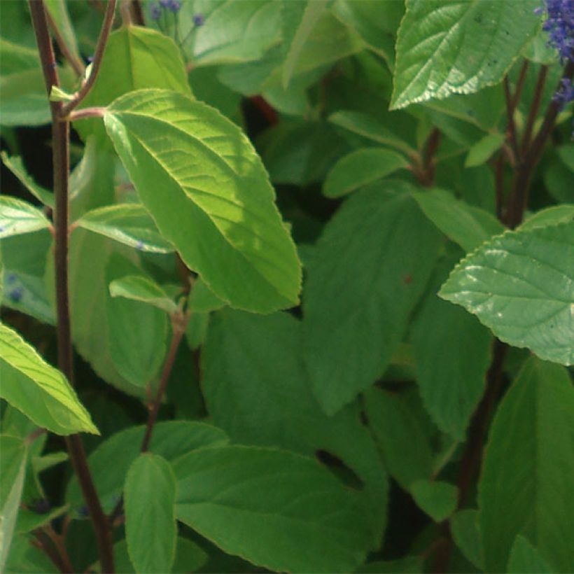 Säckelblume Concha - Ceanothus arboreus (Foliage)