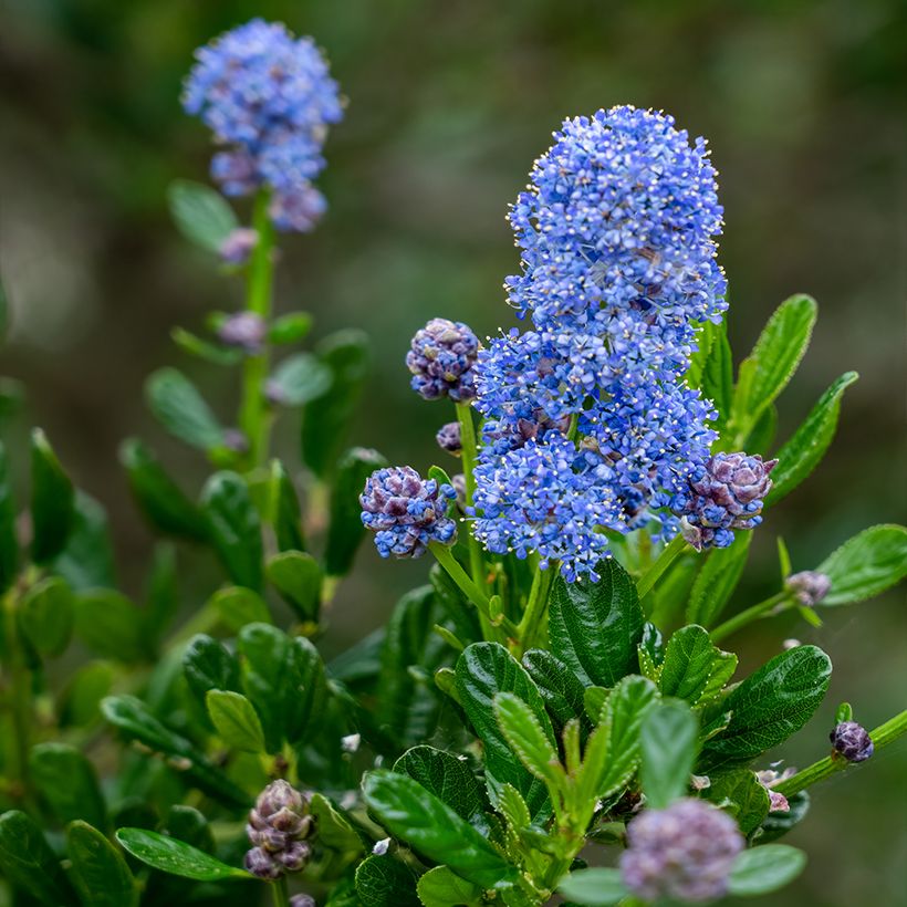 Säckelblume Concha - Ceanothus arboreus (Flowering)