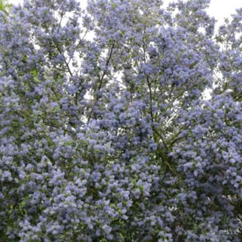 Säckelblume Trewithen Blue - Ceanothus arboreus (Plant habit)