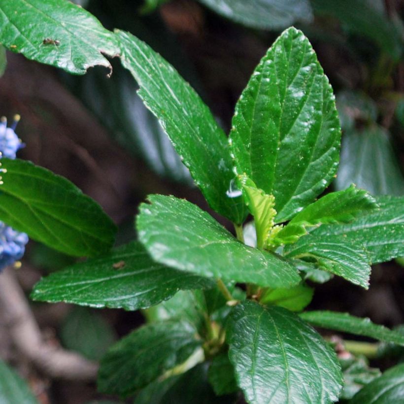 Säckelblume Yankee Point - Ceanothus griseus var. horizontalis (Foliage)