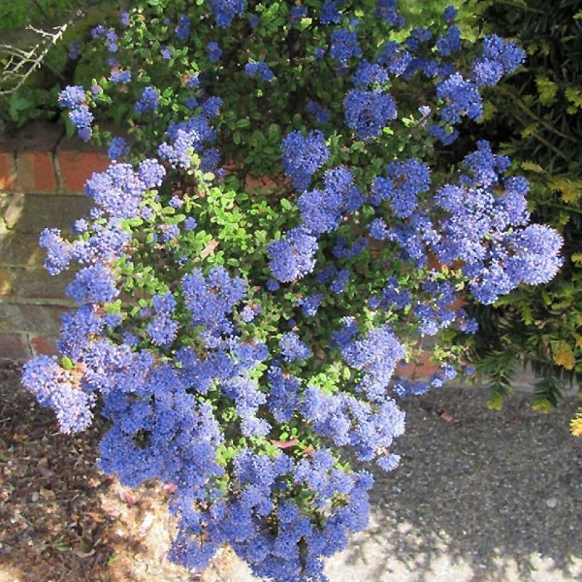 Säckelblume Puget Blue - Ceanothus impressus (Flowering)