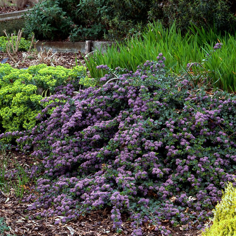 Kriechende Säckelblume Repens - Ceanothus thyrsiflorus (Wuchs)