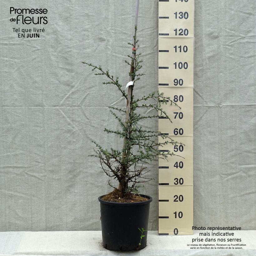 Example of Cedrus libani subsp. atlantica Horstmanns Silberspitz - Atlas-Zeder Topf mit 12L/15L as you get in printemps