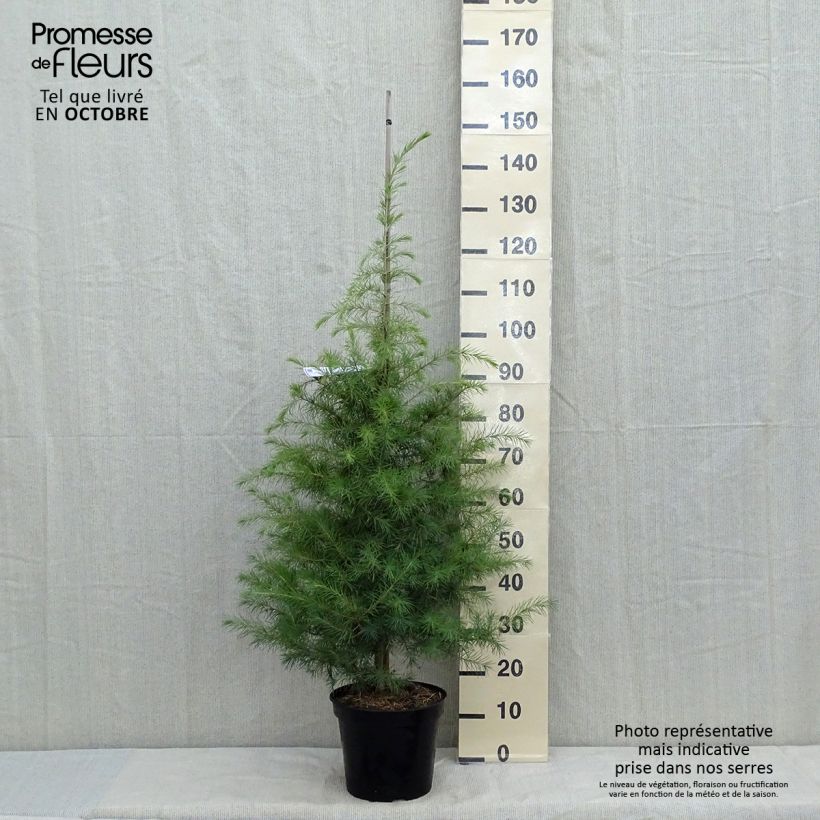 Exemplar von Cedrus deodara - Himalaya-Zeder Topf mit 7,5L/10L wie im Herbst geliefert
