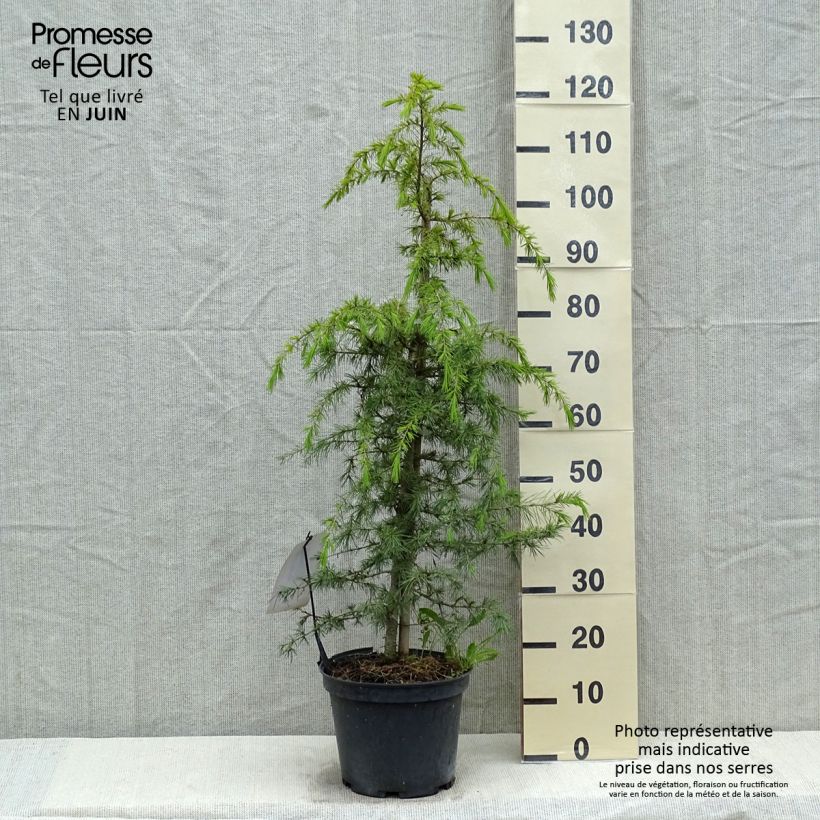 Example of Cedrus deodara - Himalaya-Zeder Topf mit 12L/15L as you get in printemps