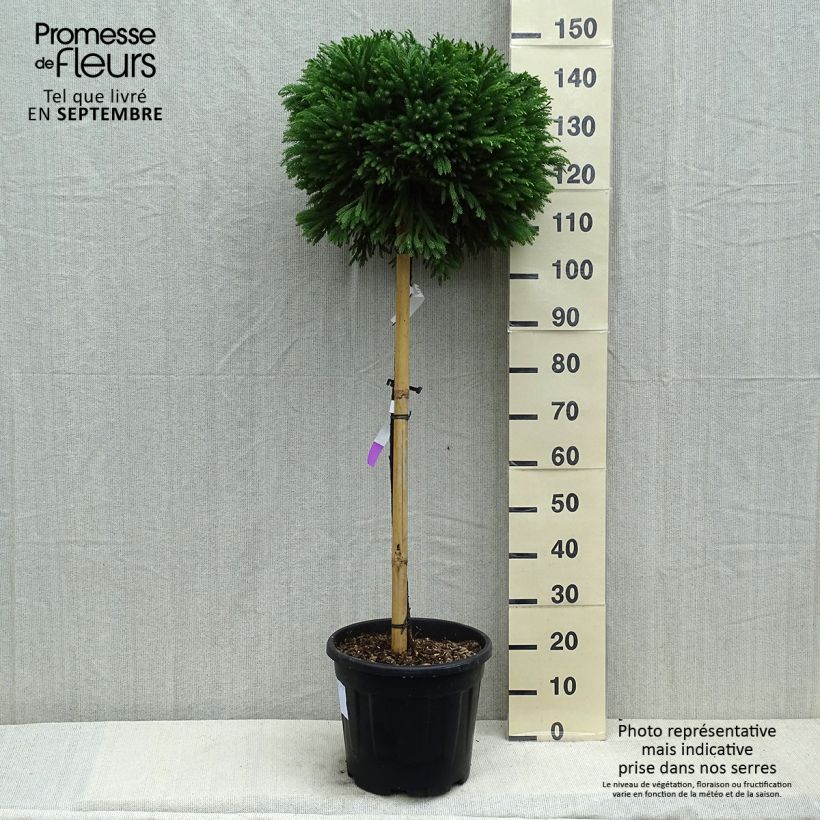 Exemplar von Cryptomeria japonica Globosa Nana Topf mit 12L/15L, Stamm wie im Sommer geliefert