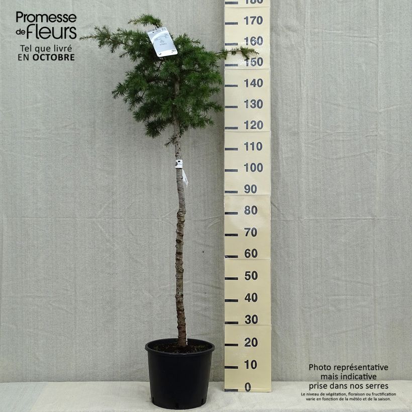 Exemplar von Cedrus libani - Libanon-Zeder Topf mit 7,5L/10L, Stamm wie im Herbst geliefert