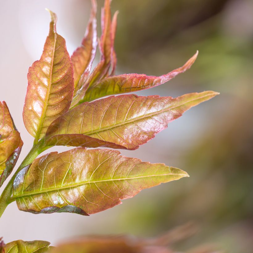 Toona sinensis - Chinesischer Surenbaum (Laub)